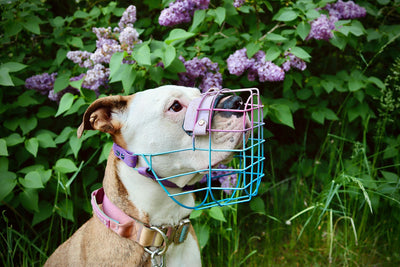 Por qué el bozal de alambre es la mejor elección para tu perro