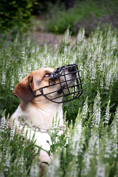 Acostumbramiento al bozal: cómo introducirlo de forma positiva y sin estrés