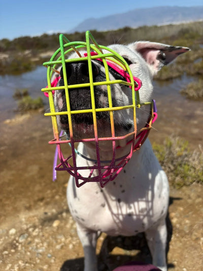 El bozal es un amigo y ayudante – ¿Por qué un bozal? ¡Porque tiene sentido!