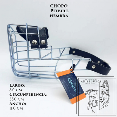 CHOPO Pitbull Hembra