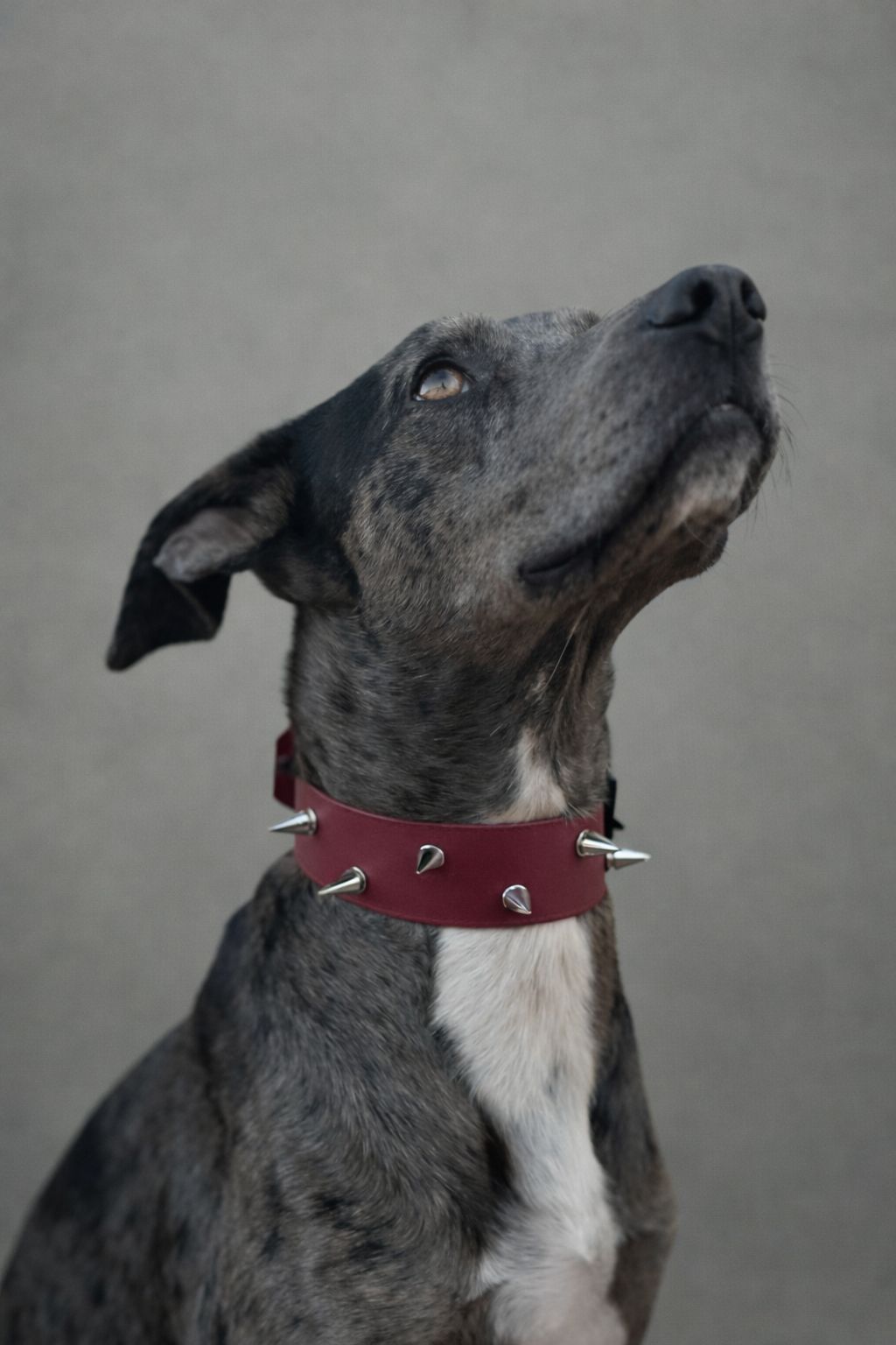 Collar de Classic BioThane