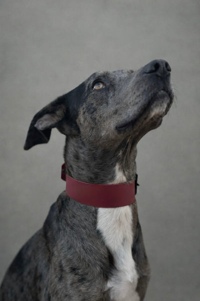 Collar de Classic BioThane