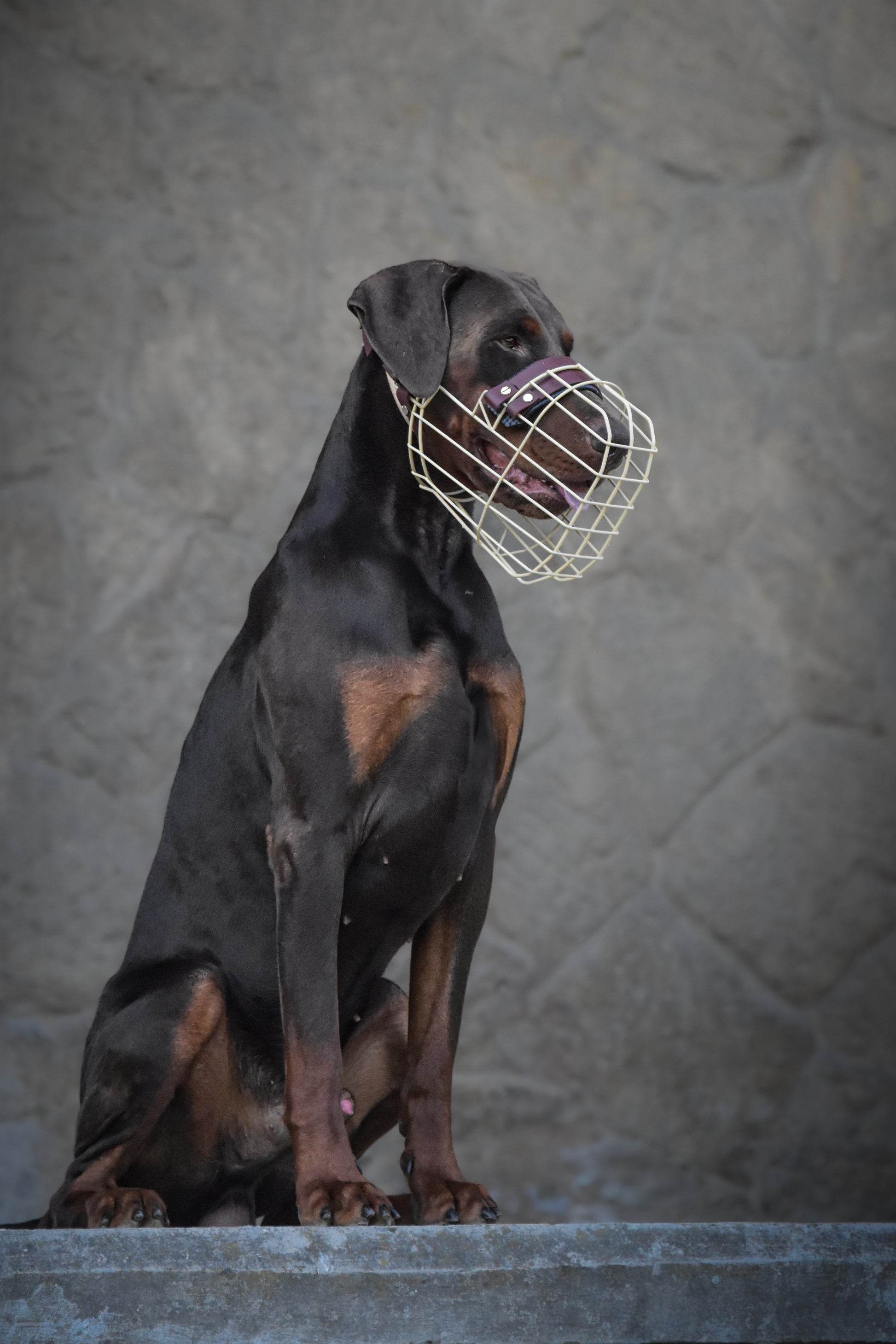 Recubrimiento en polvo para bozal – CANISEGUROS