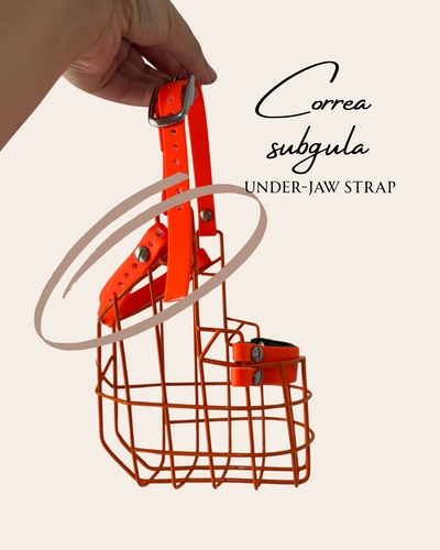 Correa subgular 13 mm / Herraje negro – CANISEGUROS