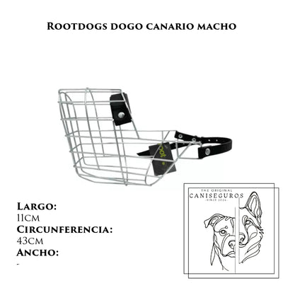 Rootdogs Dogo Canario macho