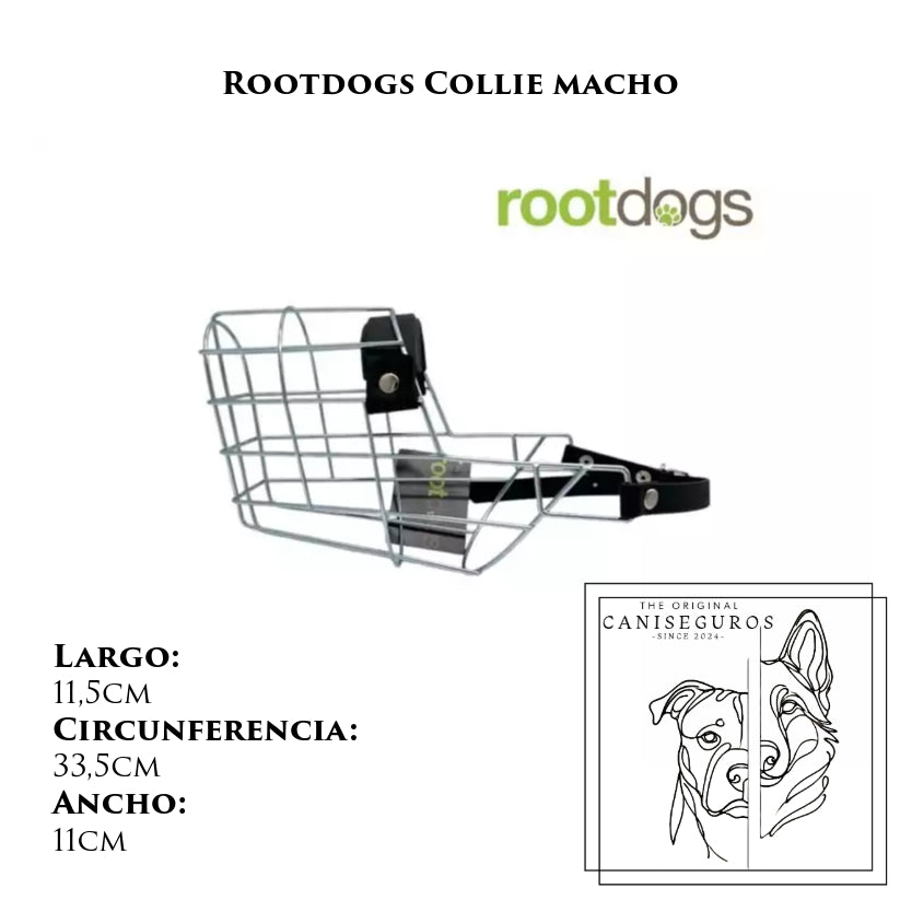 Rootdogs Collie macho