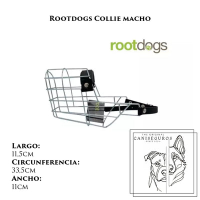 Rootdogs Collie macho