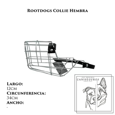 Rootdogs Collie hembra