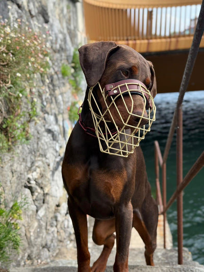 Recubrimiento en polvo para bezal