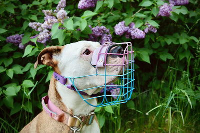 Recubrimiento en polvo para bezal