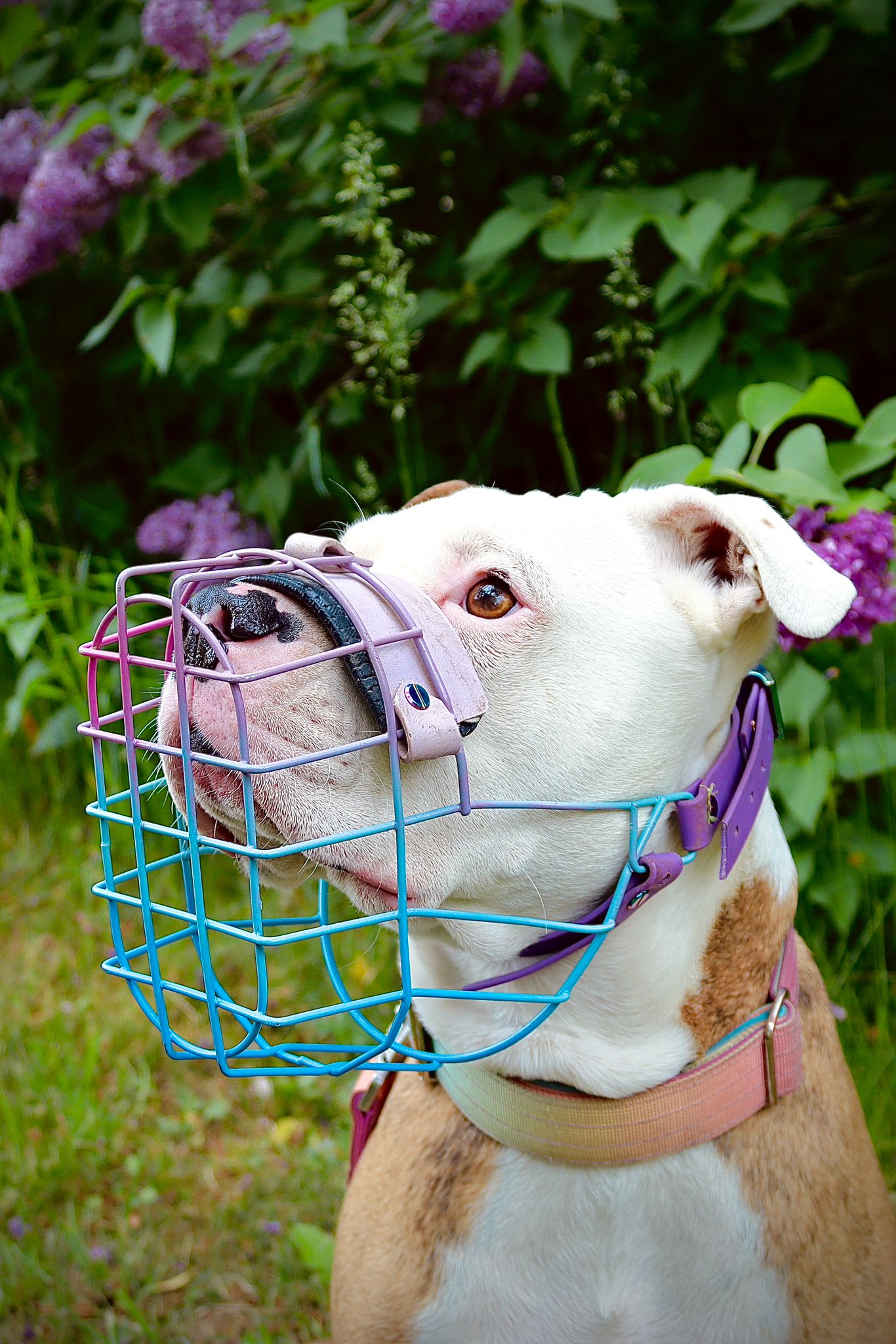 Recubrimiento en polvo para bozal – CANISEGUROS (vista 3)