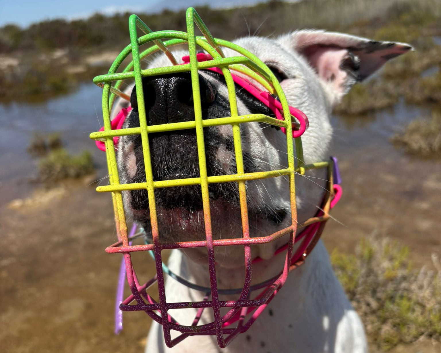 Recubrimiento en polvo para bozal – CANISEGUROS (vista 4)