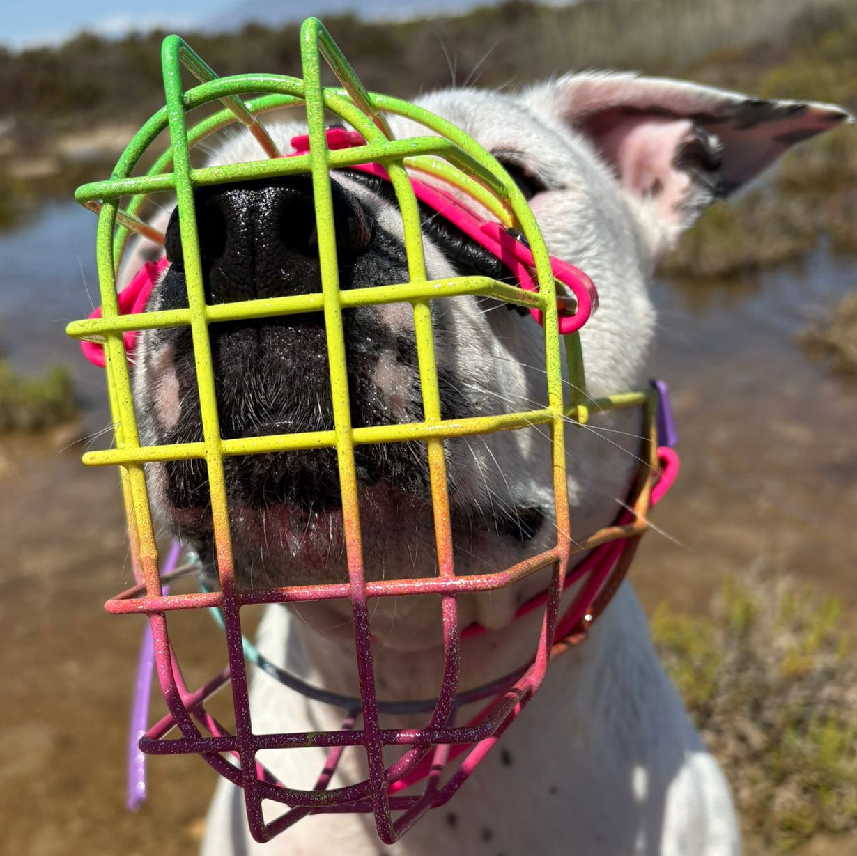 Recubrimiento en polvo para bozal COLOR 4 – CANISEGUROS