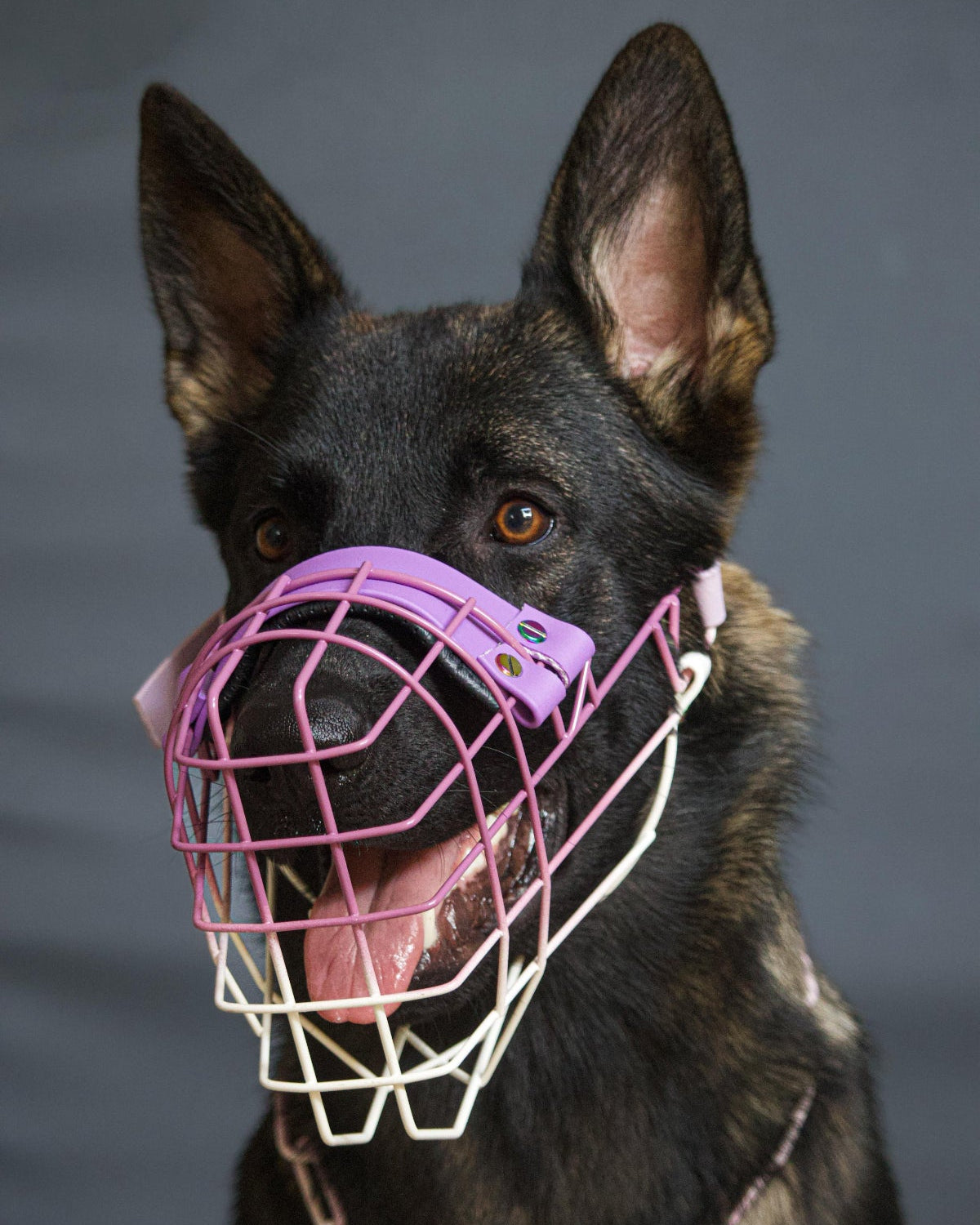 Recubrimiento en polvo para bozal – CANISEGUROS (vista 2)